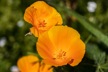 Fototapeta premium California Poppys 