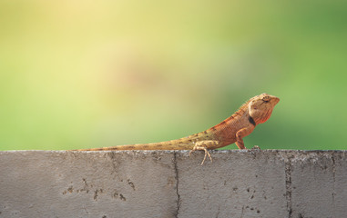 Oriental garden lizard or Changeable lizard (Calotes versicolor) lazy lying on grunge cement wall...