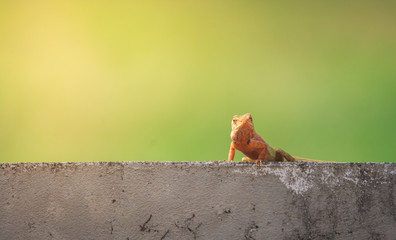 Oriental garden lizard or Changeable lizard (Calotes versicolor) lazy lying on grunge cement wall...