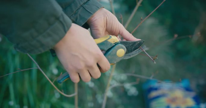 Close up on the hands of young woman cutting a tree