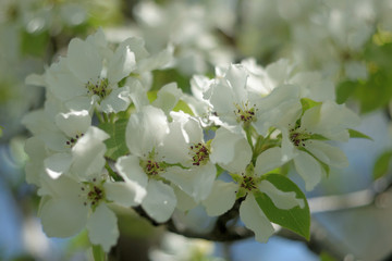 blooming apple tree in spring