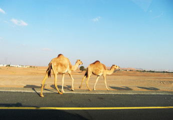 camel in the desert