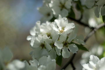blooming apple tree in spring