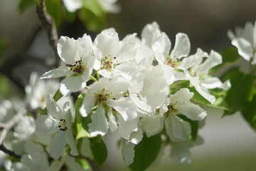 blooming apple tree in spring