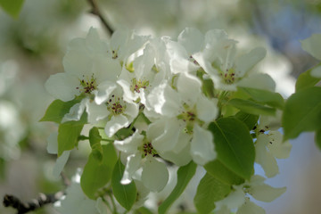 blooming apple tree in spring