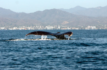 Fototapeta premium Flap Flap whale tail