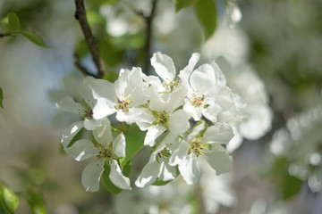 blooming apple tree in spring