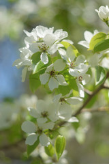 blooming apple tree in spring