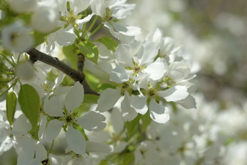 blooming apple tree in spring