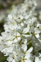 blooming apple tree in spring