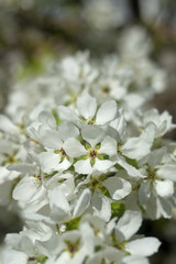 blooming apple tree in spring