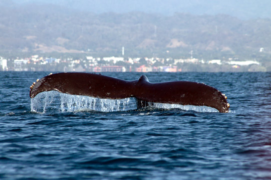 Whale Tail 