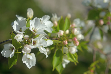 blooming apple tree in spring