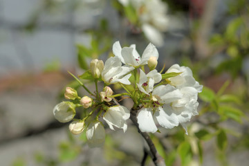 blooming apple tree in spring