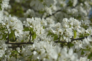 blooming apple tree in spring