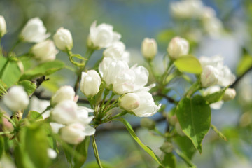 Fototapeta na wymiar blooming apple tree in spring