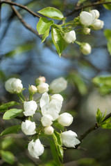 blooming apple tree in spring