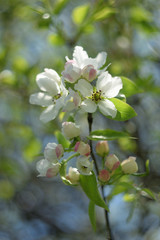 blooming apple tree in spring