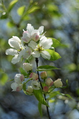 blooming apple tree in spring