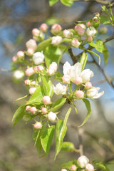 blooming apple tree in spring