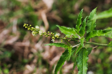 plant and flower with soft background