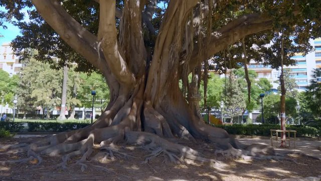 Big ficus in Valencia or banyan tree - is huge tree in Spain. Shot in motion
