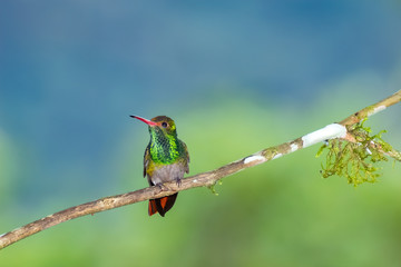 Rufous-tailed Hummingbird (Amazilia tzacatl), Tandayapa Area, Ecuador