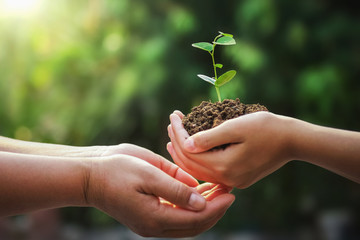 hand of mother and children holding young tree for planting in earth day