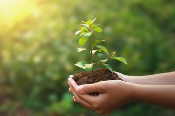 young plant growing on hand with green nature background. eco concept earth day