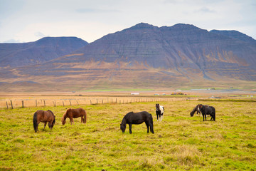 Fototapeta premium Pack of Icelandic horse in the meadow of Iceland
