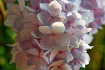 Purple flowers in the garden
