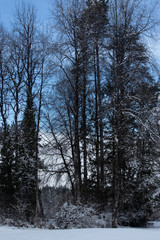 trees in snow in a park in winter