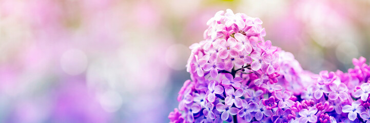 Purple lilac flowers in spring blossom