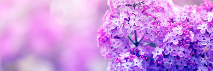 Fototapeta na wymiar Purple lilac flowers in spring blossom