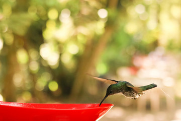 Colibri bebiendo Agua © Leonardo