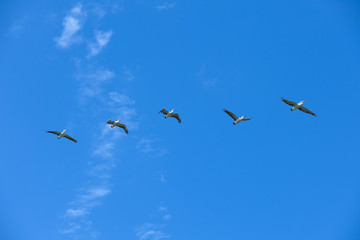 Group of pelicans in flight in a blue sky