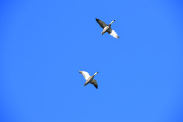 Two ducks in flight in a blue sky