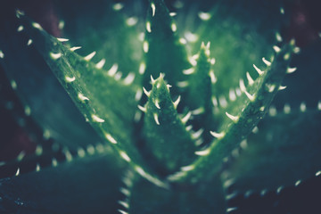 Succulent plant, Cactus Variety