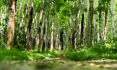Stunning view of a path that passes between a green plantation of rubber trees (Hevea Brasiliensis) in Thailand.
