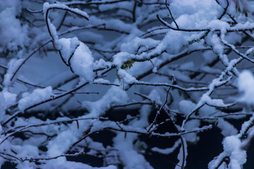 clumps of snow gathered on mossy tree limbs