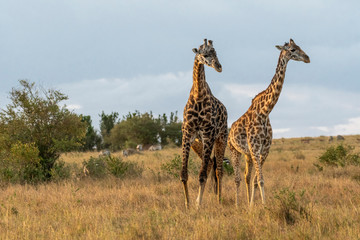 Male and female giraffe mating in Maasai Mara at sunset