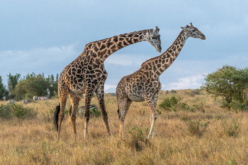 Male and female giraffe mating in Maasai Mara at sunset