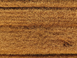 Ripe barley is a top view. The field of barley