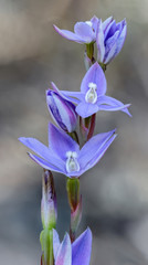 Sun Orchid (Thelymitra sp) - NSW, Australia