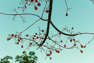 Dry tree on a sky background at Bangkok Thailand.