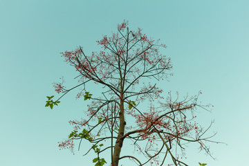 Dry tree on a sky background at Bangkok Thailand.
