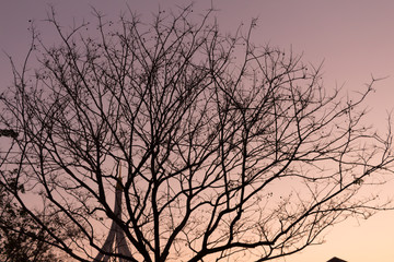 Fototapeta na wymiar Dry tree on a sky background at Bangkok Thailand.