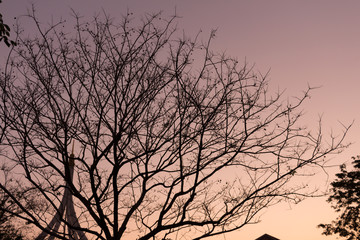 Fototapeta premium Dry tree on a sky background at Bangkok Thailand.