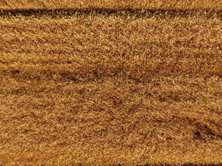 Ripe barley is a top view. The field of barley