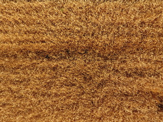 Ripe barley is a top view. The field of barley